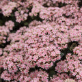 2x Sedum Matrona Plants 9cm Pots Hardy Perennial Pink Flowers Bee Friendly