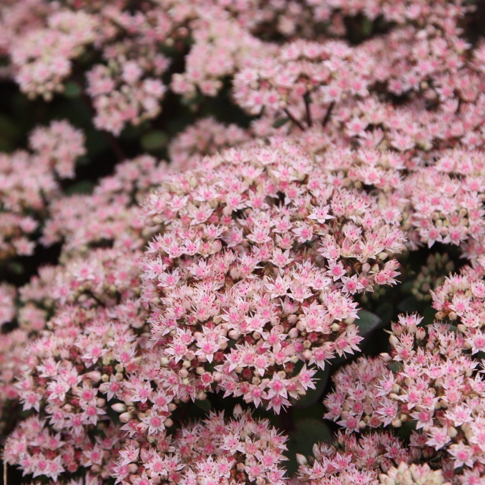 2x Sedum Matrona Plants 9cm Pots Hardy Perennial Pink Flowers Bee Friendly