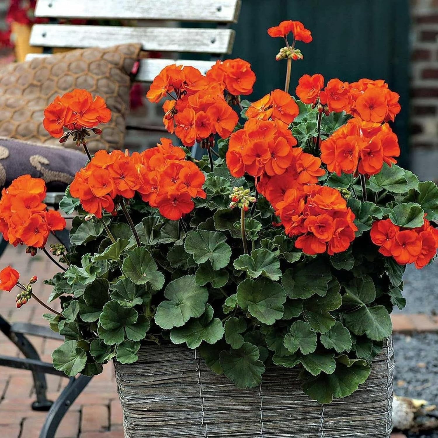 3x Geranium Sylvia Orange Plants 10.5cm Pots Summer Bedding Flowers