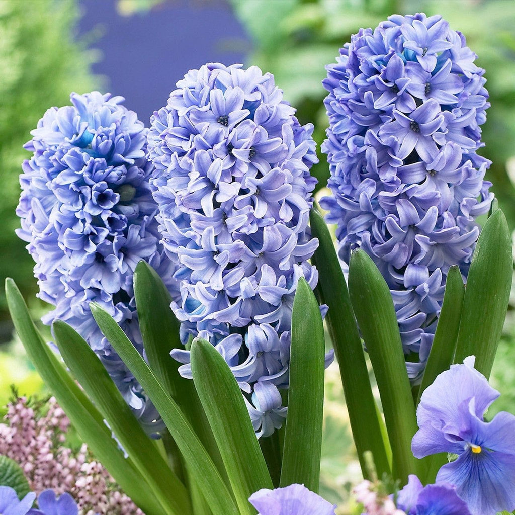 5x Prepared Hyacinth Delft Blue 16/17cm Indoor Bulbs Christmas Pre-Order