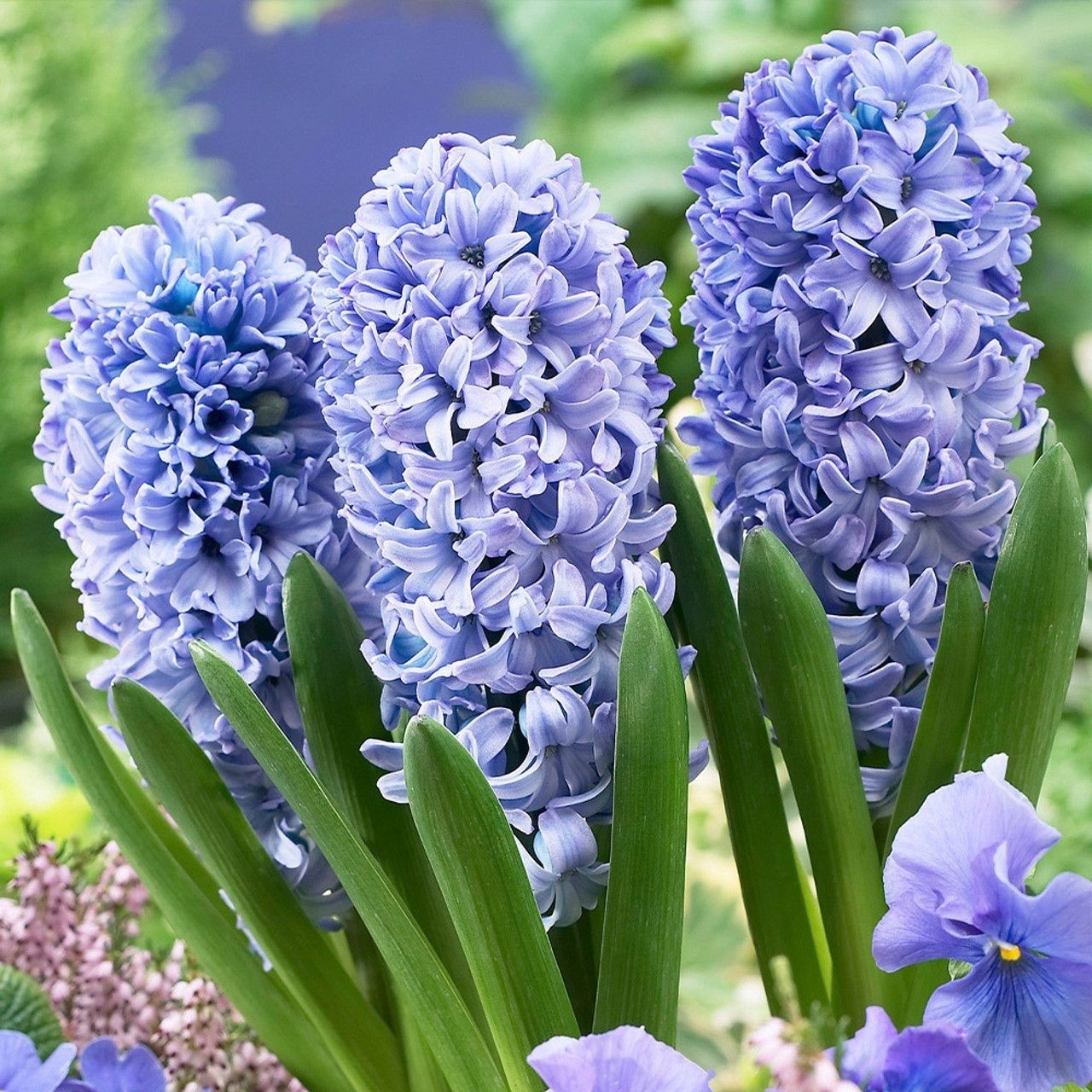 5x Prepared Hyacinth Delft Blue 16/17cm Indoor Bulbs Christmas Pre-Order
