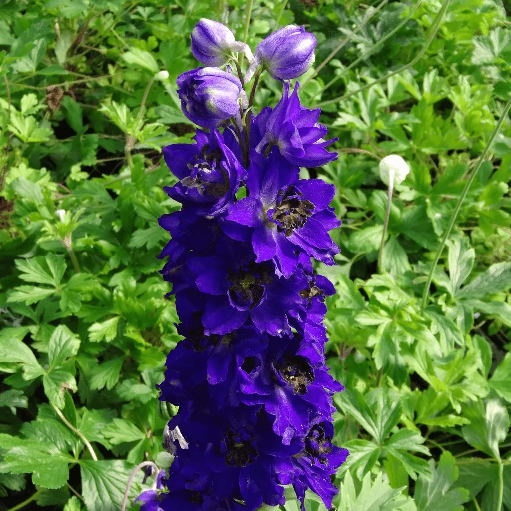 2 x Delphinium 'Dark Blue & Black Bee' - Garden Perennial Plants in 10.5cm pots