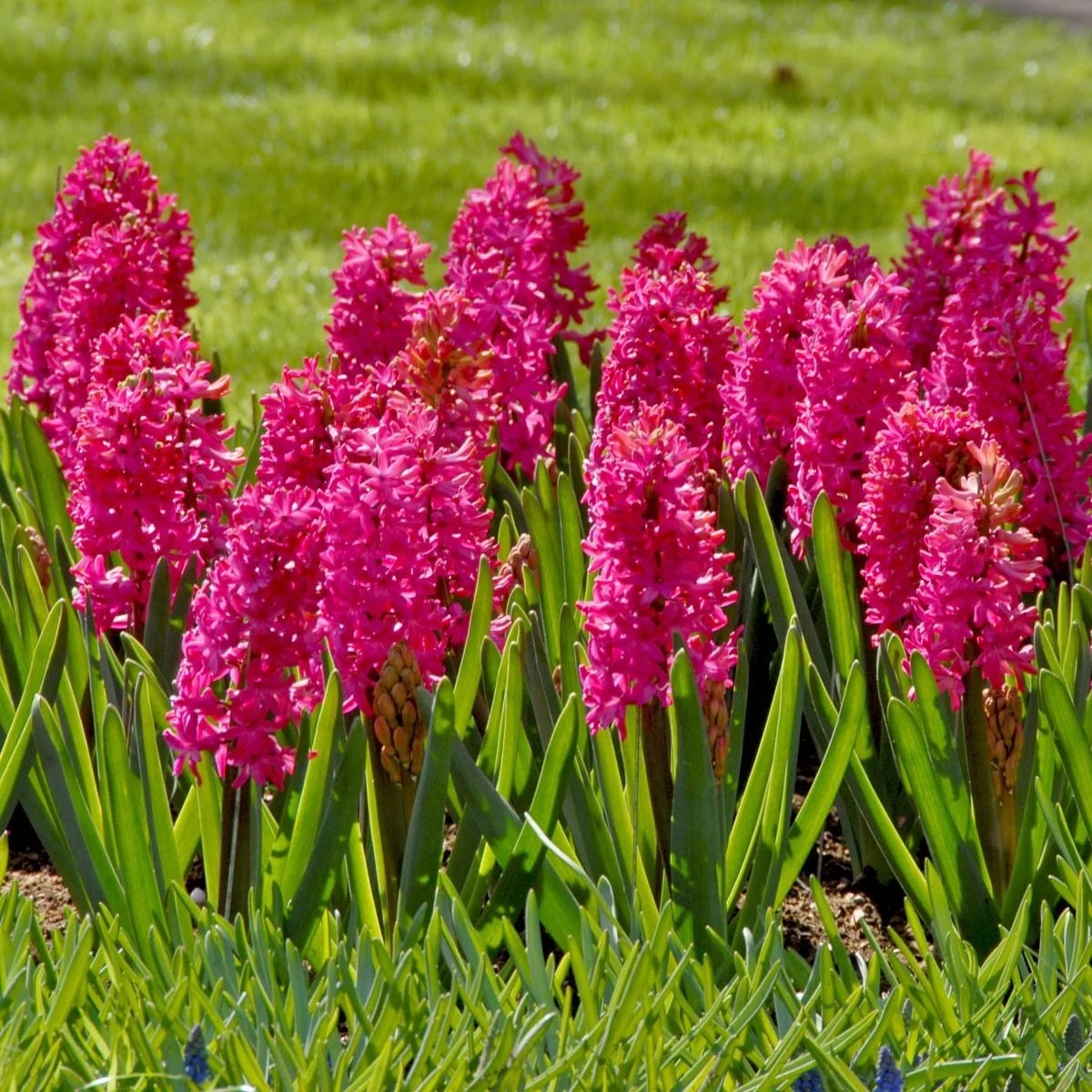 5x Prepared Hyacinth Jan Bos 16/17cm Indoor Christmas Bulbs Pre-Order