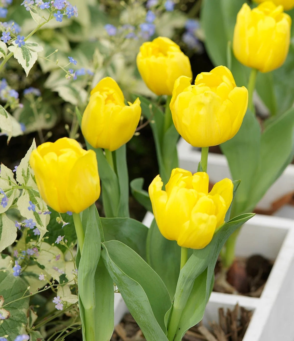10x Double Early Tulip Yellow Baby 10/11cm Bulbs Pre-Order Autumn Planting