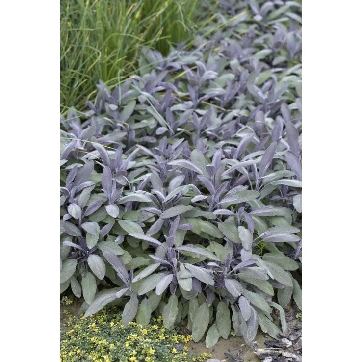 2 Purple Sage Plants 9cm Pots Award Winning Aromatic Mediterranean Herb
