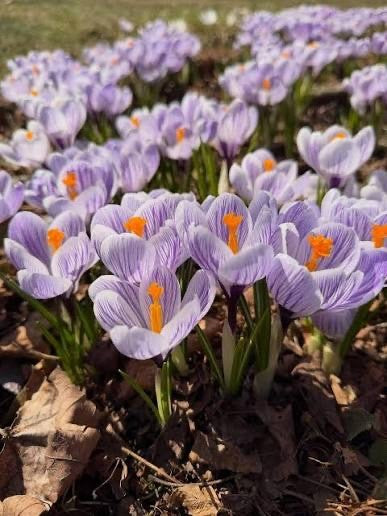 15x Crocus Pickwick Bulbs 8/9cm Striped Spring Flowering Garden Bulbs