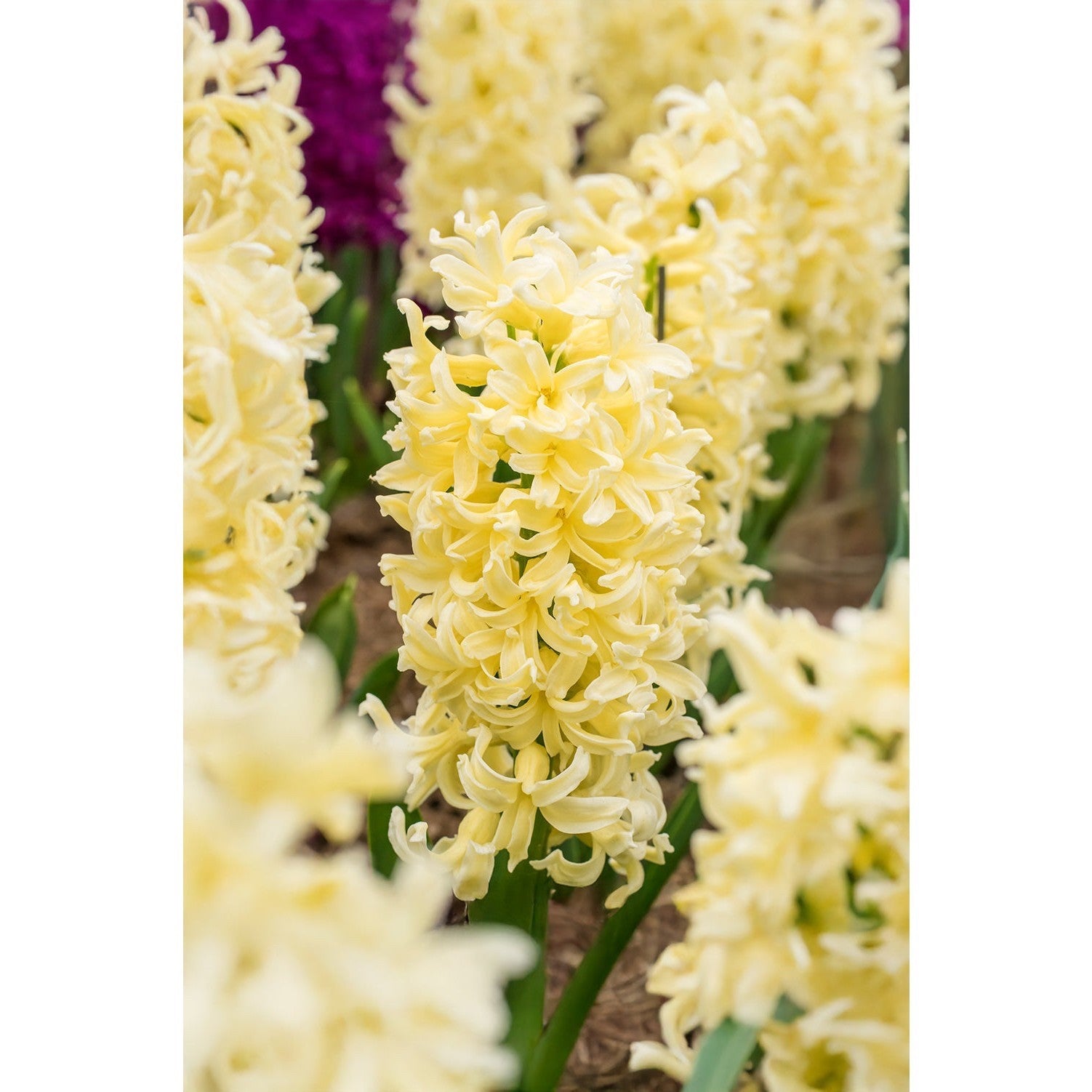 5x Prepared Hyacinth City of Haarlem 16/17cm Indoor Bulbs Pre-Order