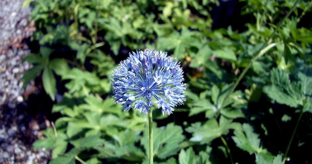 2 x Allium Azureum Caeruleum - Ornamental Onion Hardy Perennial in 9cm pots