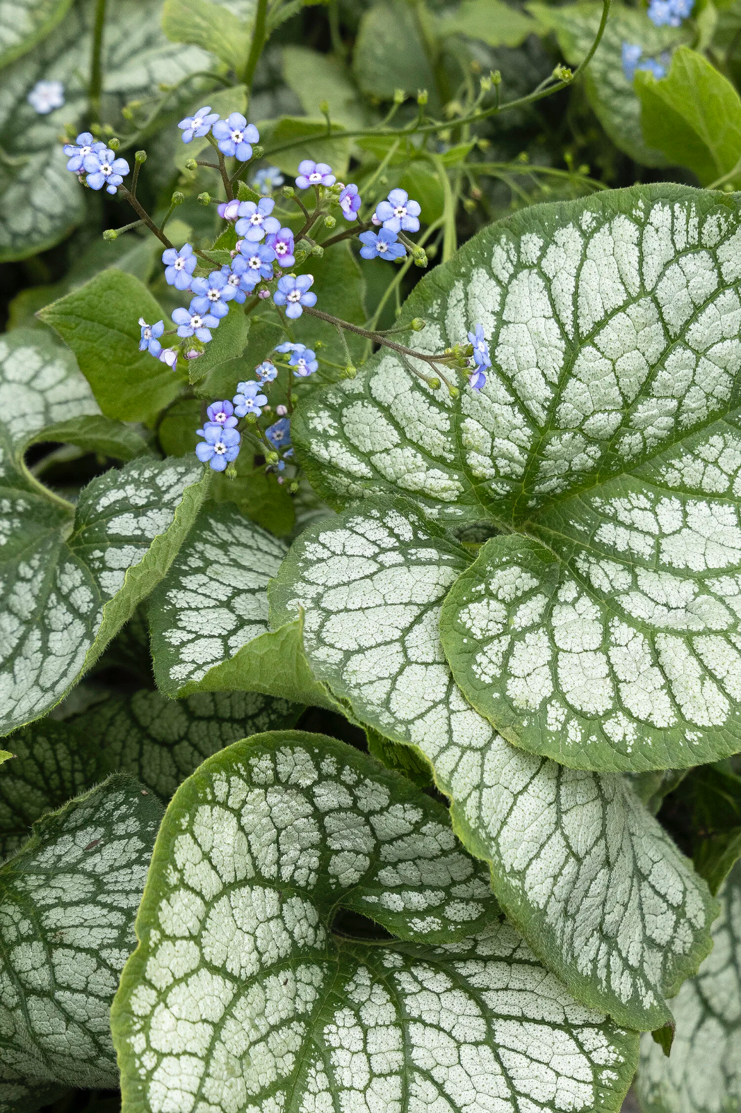 Brunnera macrophylla 'Jack Frost' 3 Litre potted - Siberian Bugloss plant