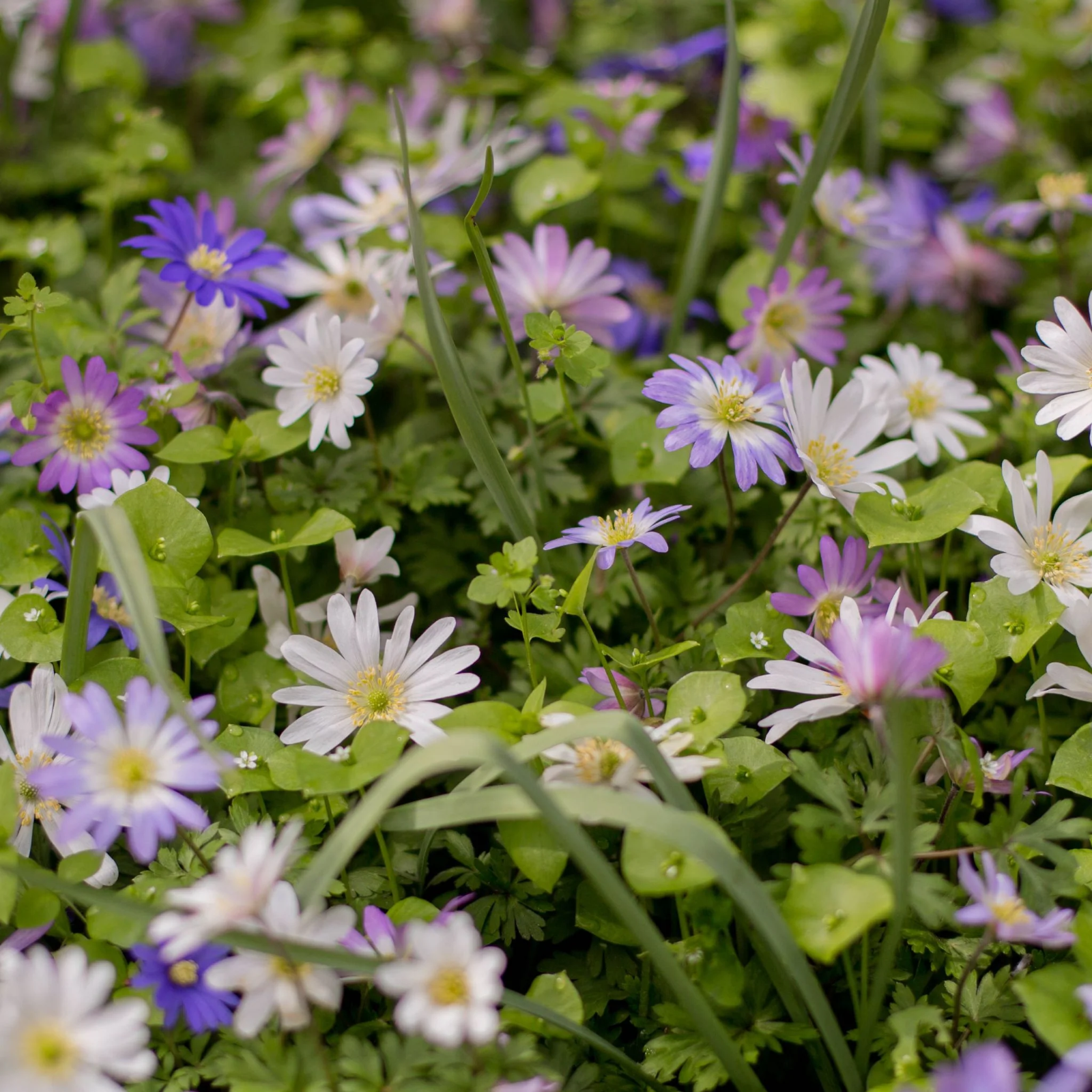 2 x Anemone Blanda Mix - Grecian Windflower Hardy Perennial in 9cm pots