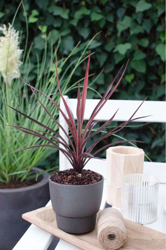 2 x Cordyline australis 'Red Star' - Cabbage Palm Evergreen Shrub in 1ltr Pot