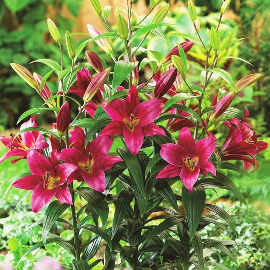 Lily Purple Prince 2L Pot Giant Tree Lily Garden Plant