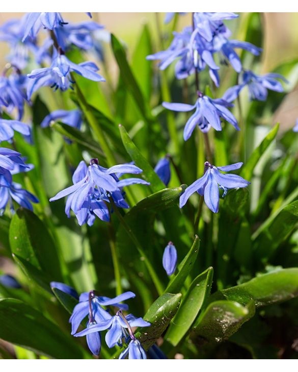 2 x Scilla Siberica - Siberian Black Sea Violet Hardy Perennial in 9cm pots