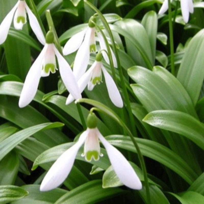 15x Snowdrop Woronowii Bulbs 7+cm White Early Spring Flowering Snowdrops