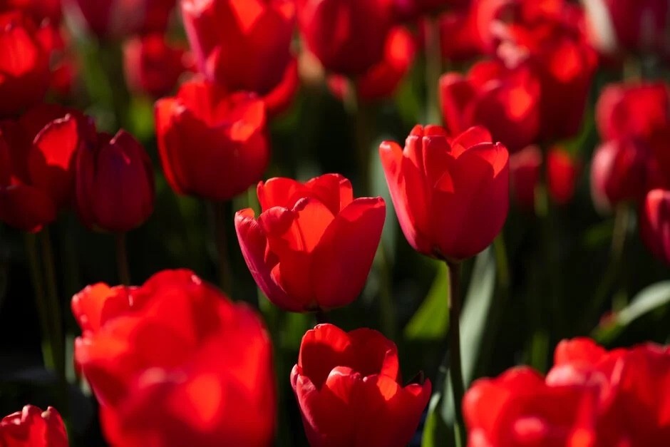 10x Tulip Apeldoorn Bulbs 10/11cm Large Red Spring Flowering Garden Tulips