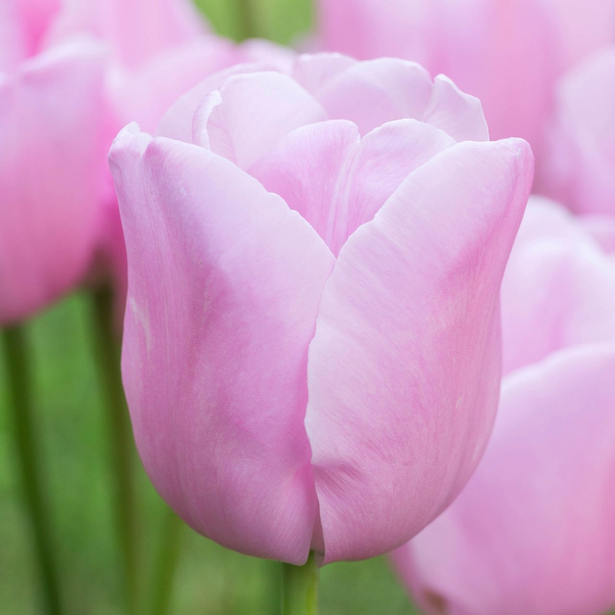 10x Tulip Pink Diamond Bulbs 10/11cm Pink Spring Flowering Garden Tulips