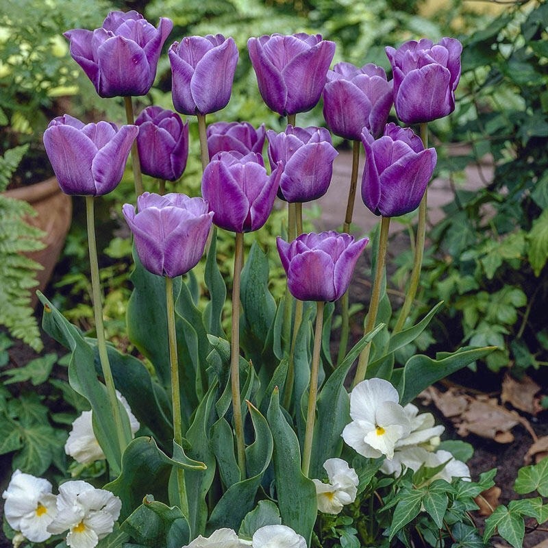 10x Tulip Blue Aimable Bulbs 10/11cm Lilac Purple Spring Flowering Tulips
