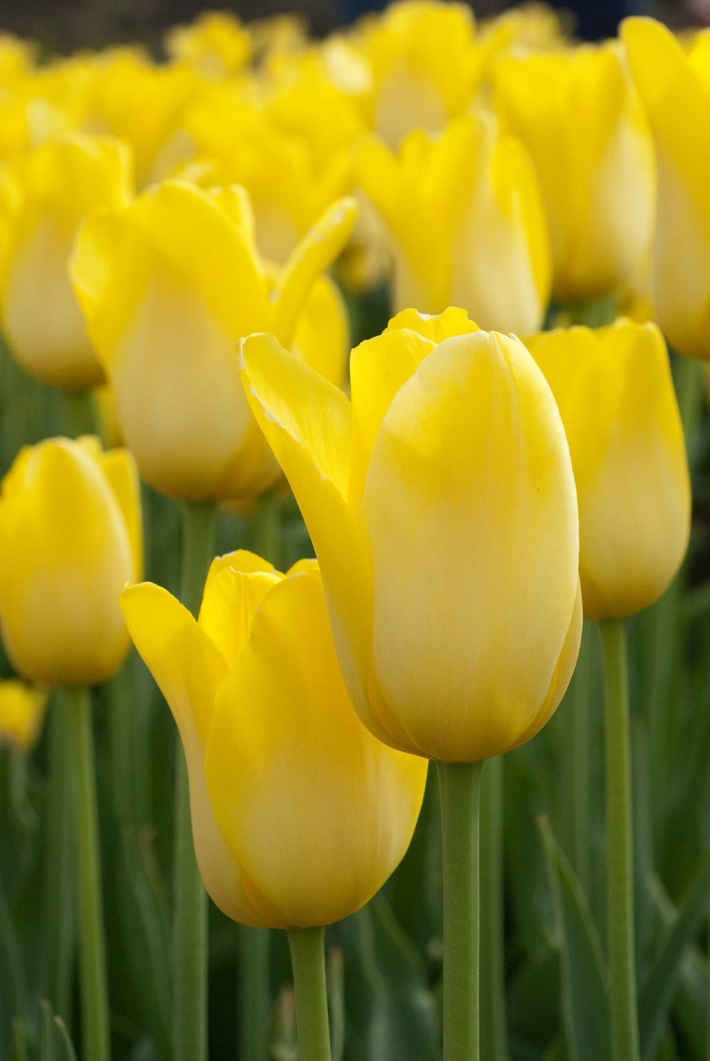 10x Tulip Roi Du Midi Yellow Bulbs 10/11cm Bright Spring Flowering Tulips