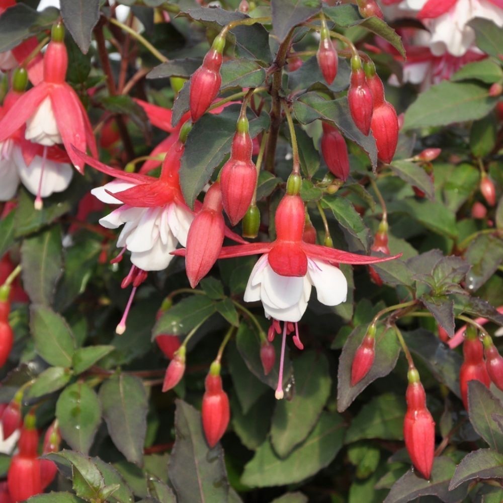 2 x Fuchsia 'Alice Hoffman' - Easy to Grow Hardy Perennial in 10.5cm pot