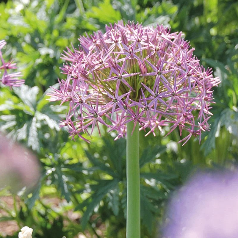 10x Allium Christophii Bulbs 14/16cm Star Flower Ornamental Garden Perennial