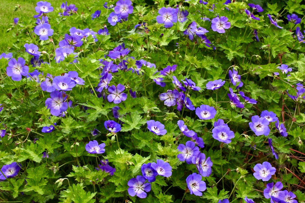 2x Geranium Rozanne 9cm Pots RHS AGM Plant of Centenary Hardy Perennial