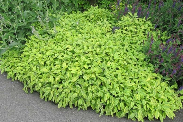 2x Golden Sage Icterina Plants Variegated Aromatic Herb 9cm Pots