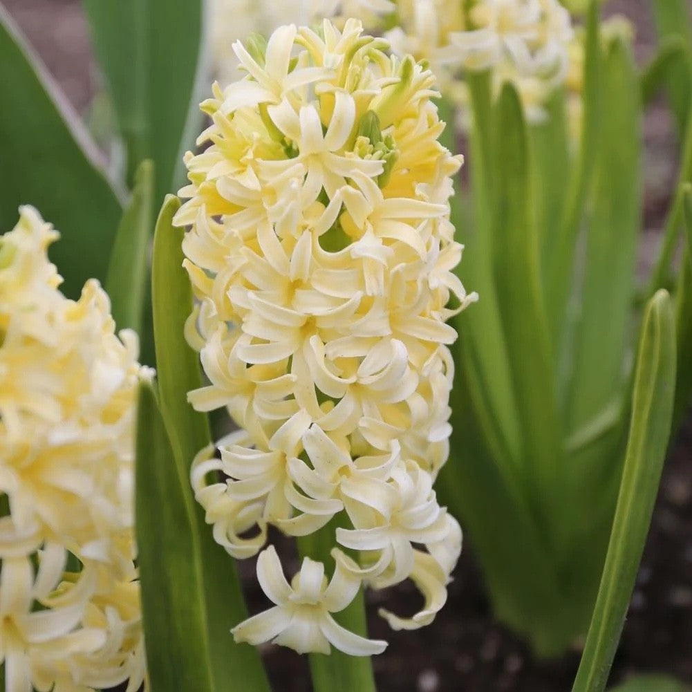 5x Prepared Hyacinth City of Haarlem 16/17cm Indoor Bulbs Pre-Order