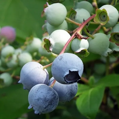 2 x Evergreen Blueberry plants 'Star' -  High Yielding, Healthy and Tasty in 9cm