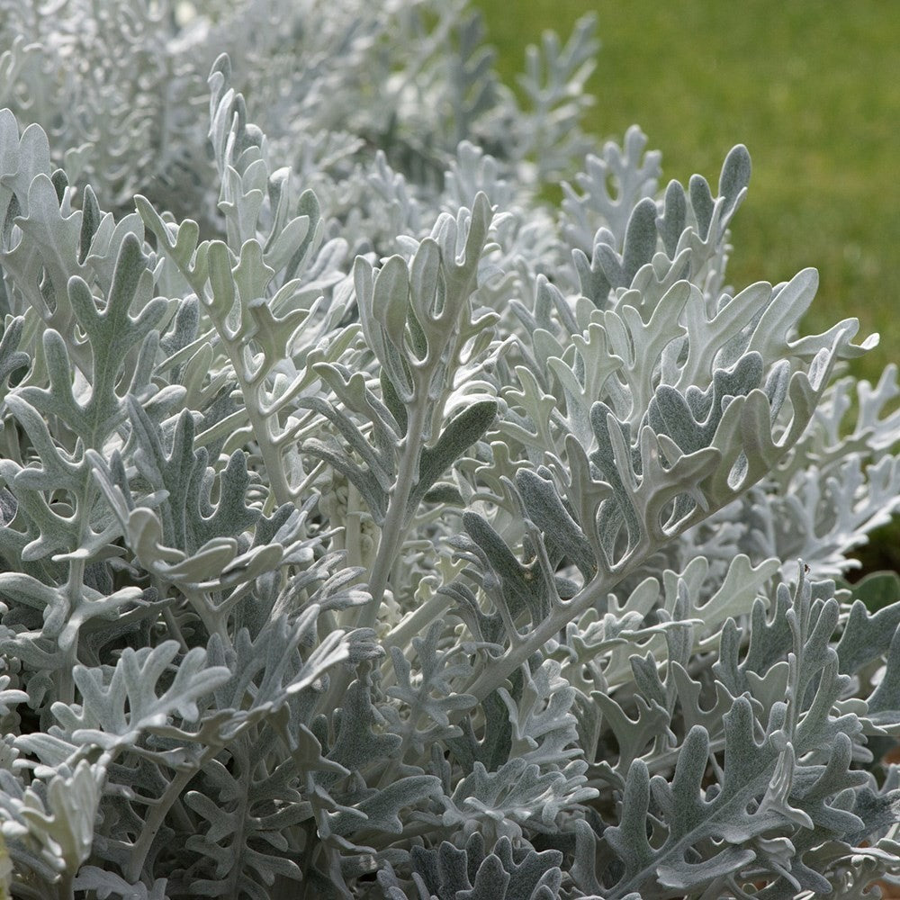 2x Cineraria Silver Dust Plants 9cm Pots Silver Foliage Border Bedding Plants