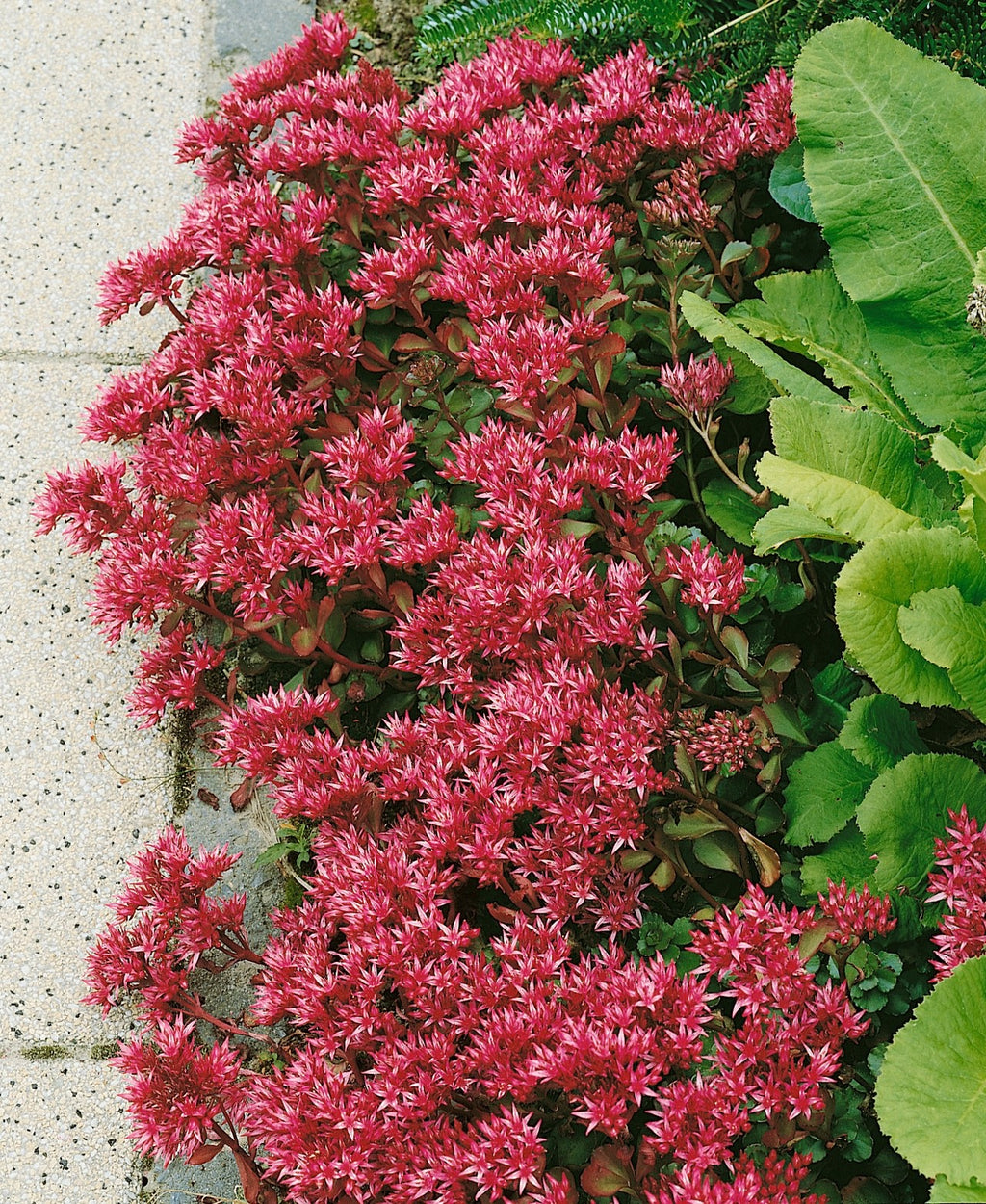 2x Sedum Coccineum Stonecrop Plants 10.5cm Pots Ground Cover