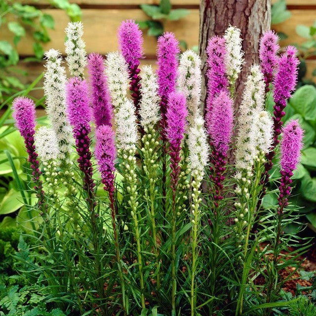20 x Liatris Purple and White bulbs -  Gayfeather Perennial Late-Summer Colour