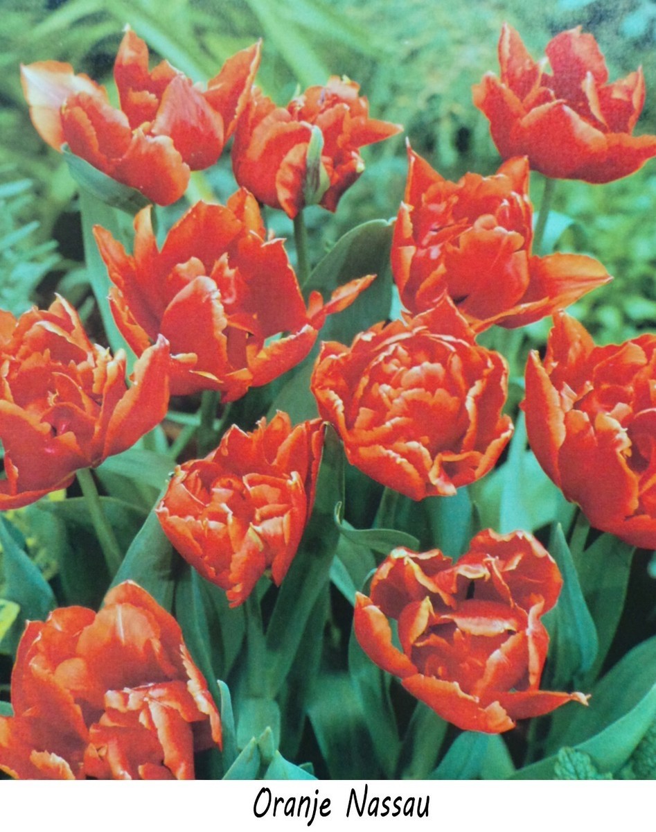 10x Double Early Tulip Orange Nassau 10/11cm Bulbs Pre-Order Autumn Planting