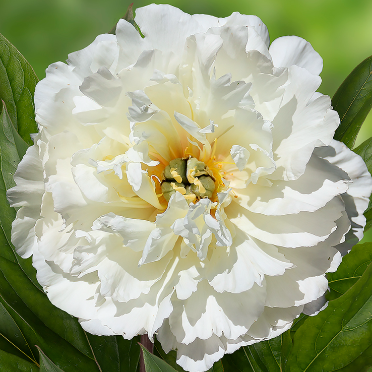 2x Peony Pure White 2L Pot Fragrant Perennial Garden Plant