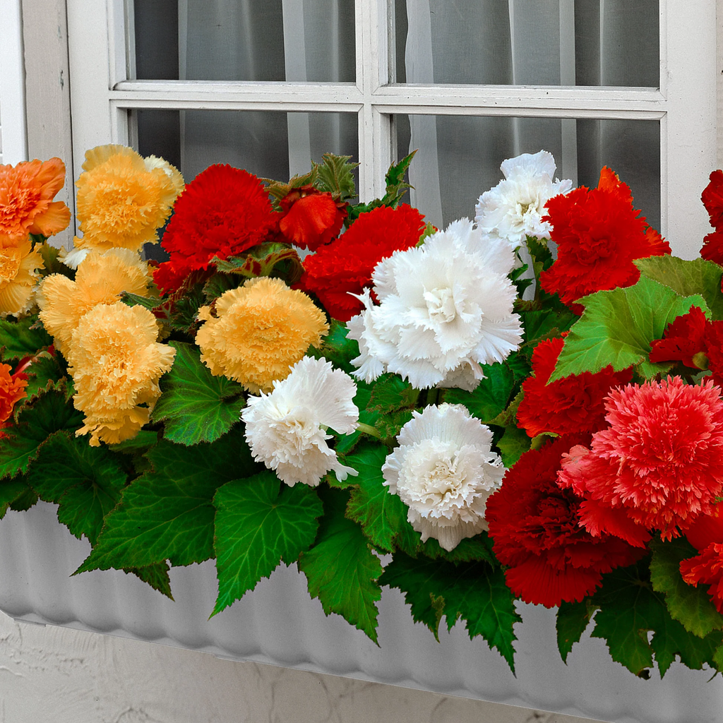 12 x Begonia Fimbriata Mix Summer Bulbs -Bright Seasonal Perennial Garden Plants