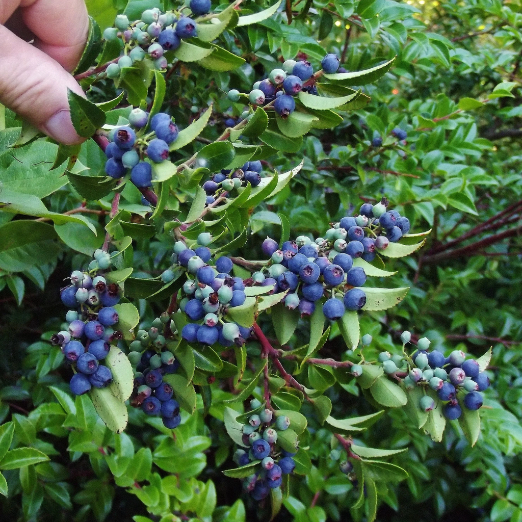 3 x Evergreen Blueberry plants 'Star' -  High Yielding, Healthy and Tasty in 9cm