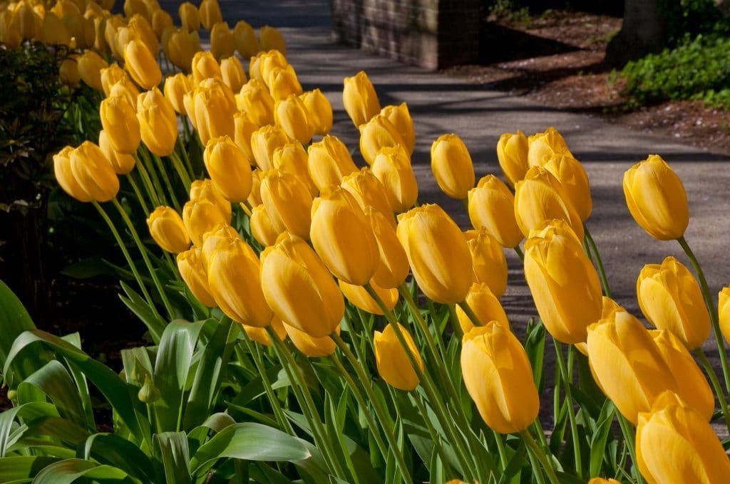 10x Tulip Roi Du Midi Yellow Bulbs 10/11cm Bright Spring Flowering Tulips
