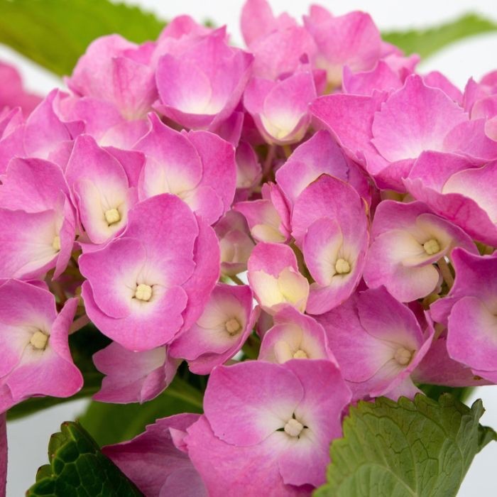 Hydrangea macrophylla 'Pink Ball' - Garden Shrub in 5 litre pot