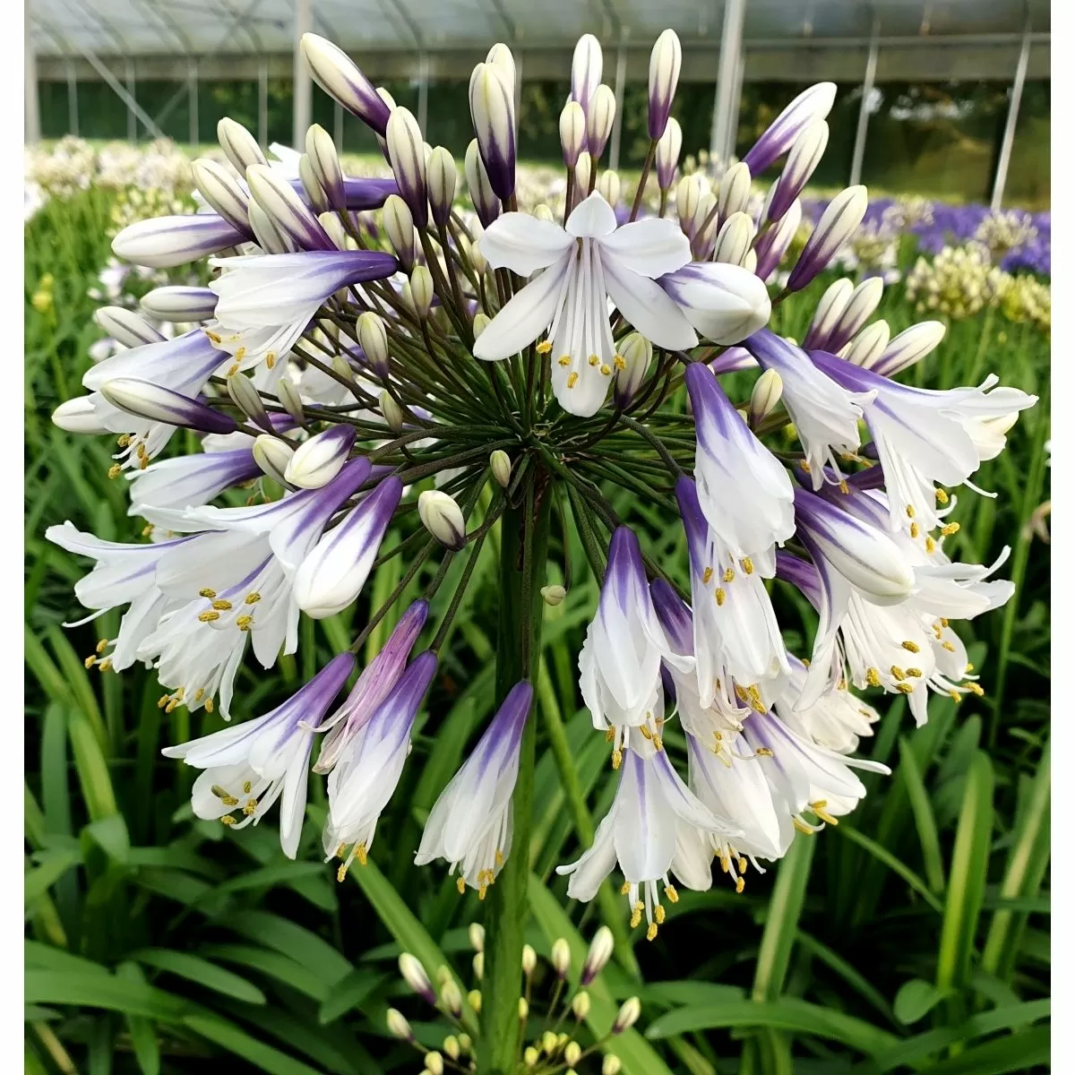 Agapanthus 'Fireworks' - Garden perennial plant in 1.5 Litre pot