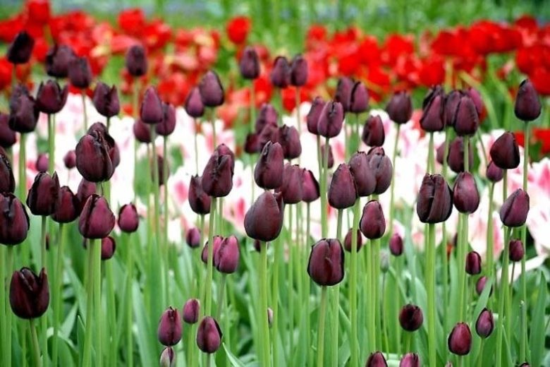 10x Tulip Queen of Night Bulbs 10/11cm Dark Purple Black Spring Flowers