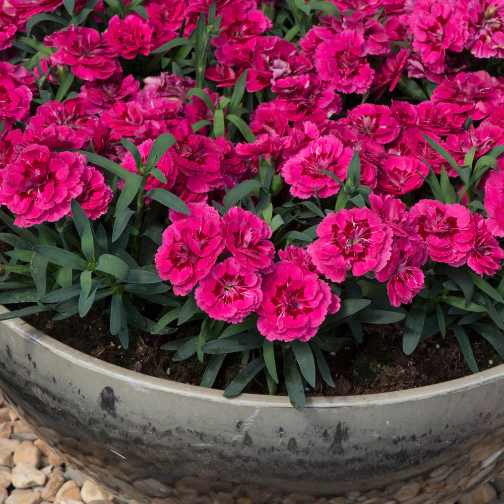 2 x Dianthus Oscar 'Neon Pink' -  Carnation Garden Plants in 10.5cm Pots