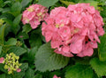 Hydrangea macrophylla 'Pink Ball' - Garden Shrub in 5 litre pot