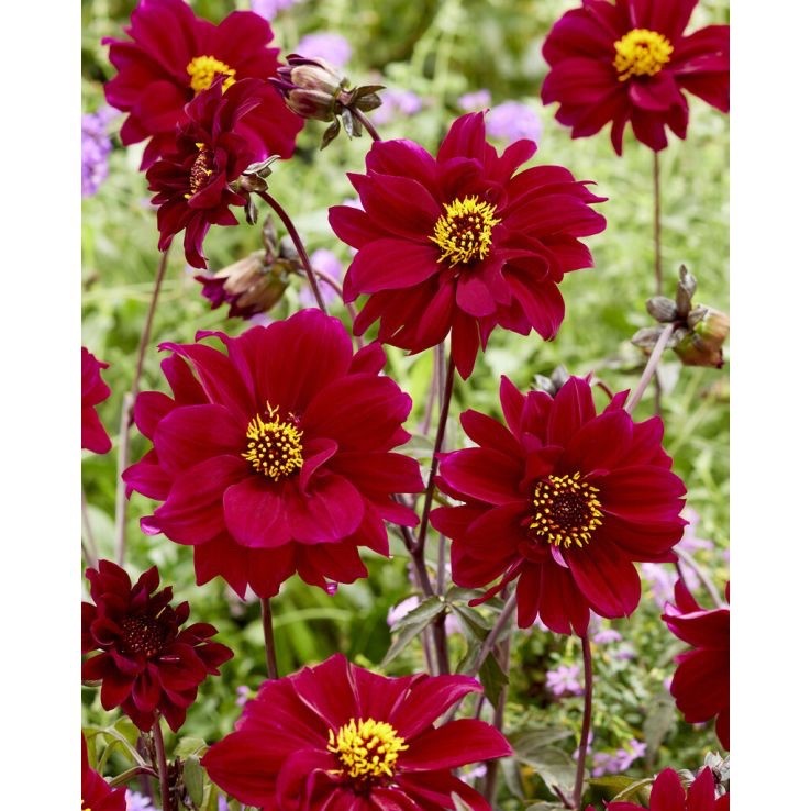 Dahlia Mignon Dark Purple 1.5L Pot Bee Friendly Garden Plant
