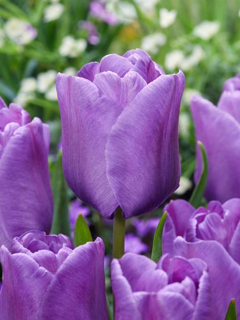 10x Tulip Blue Aimable Bulbs 10/11cm Lilac Purple Spring Flowering Tulips