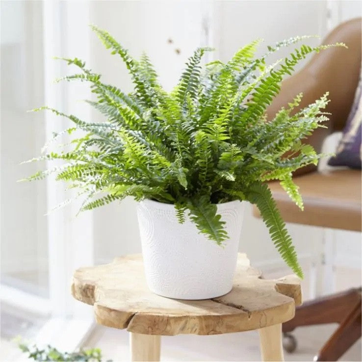 Boston Fern Nephrolepis Exaltata 9cm Pot Air Purifying House Plant