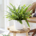 Boston Fern Nephrolepis Exaltata 9cm Pot Air Purifying House Plant