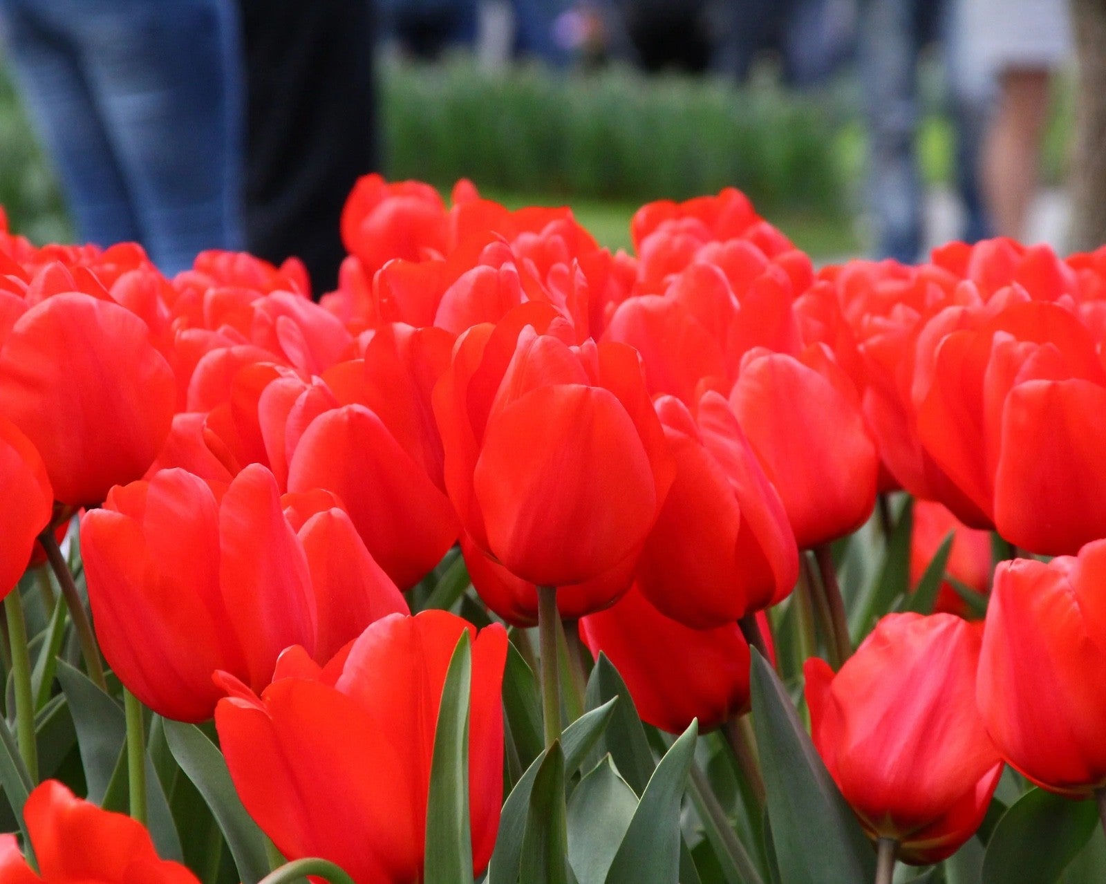 15x Tulip Red Impression Bulbs Large Red Spring Flowering Autumn Planting