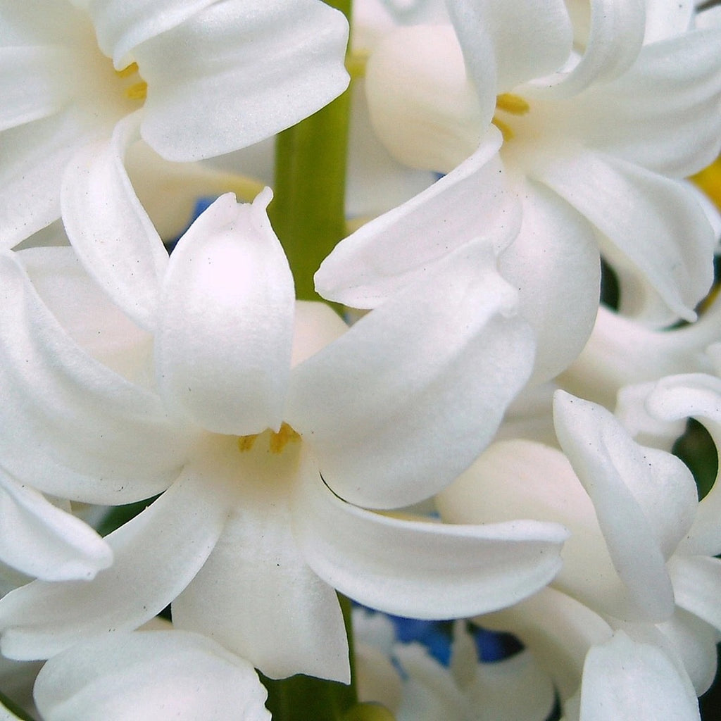 5x Prepared Hyacinth White Pearl 16/17cm Indoor Bulbs Christmas Pre-Order