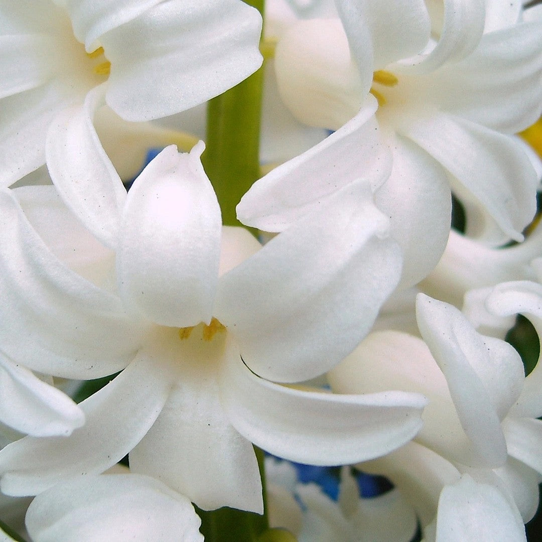 5x Prepared Hyacinth White Pearl 16/17cm Indoor Bulbs Christmas Pre-Order
