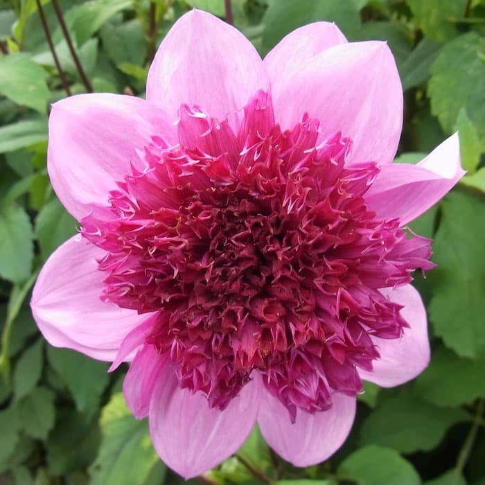 Dahlia Blue Bayou Plant 2L Pot Powder Puff Perennial Garden Flower
