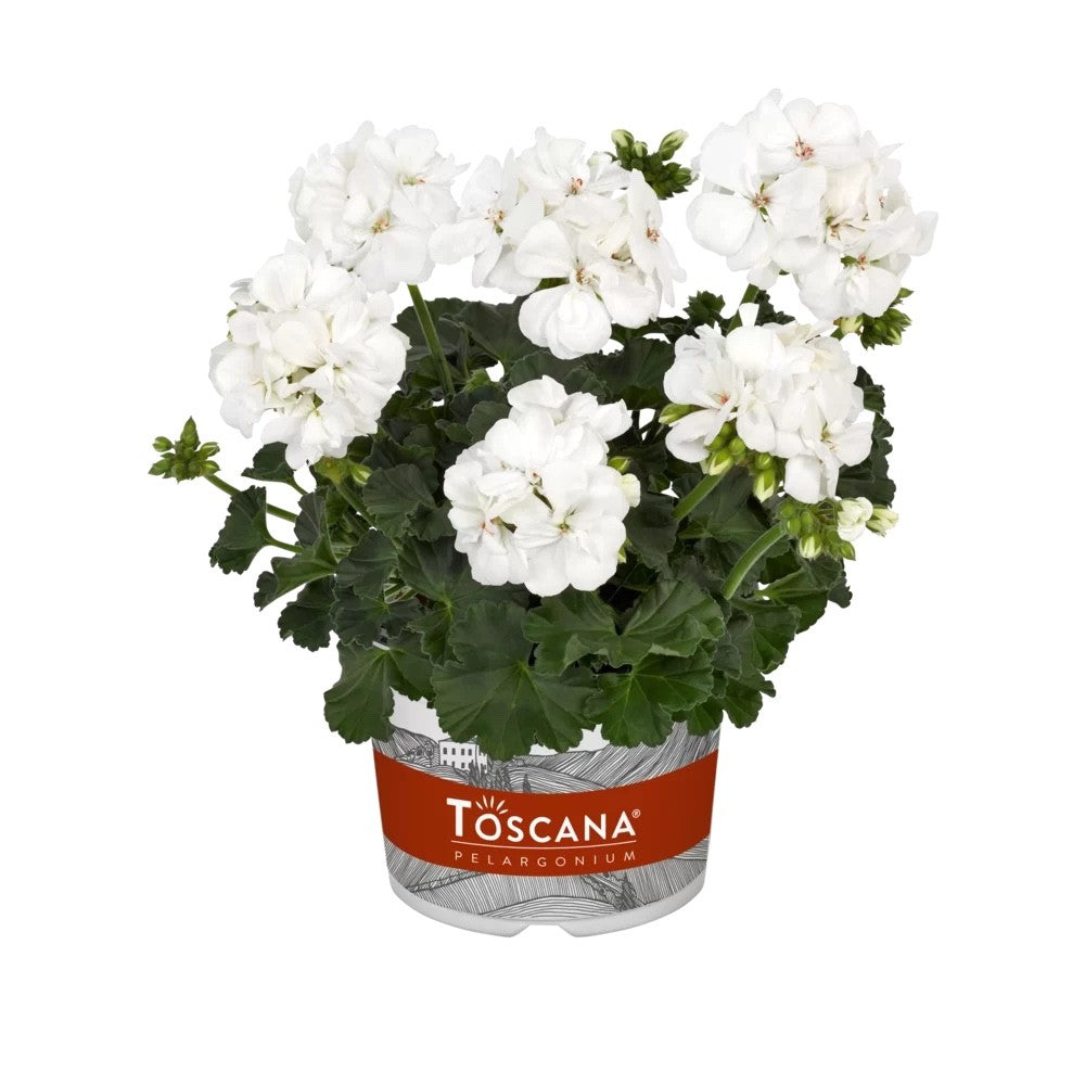 2x Geranium Isabella White Plants 10.5cm Pots Summer Bedding Flowers